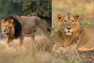 World Lion Day: દેશમાં છેલ્લા ઘણા વર્ષોથી સિંહોની વસ્તીમાં વધારો- વડાપ્રધાન મોદી