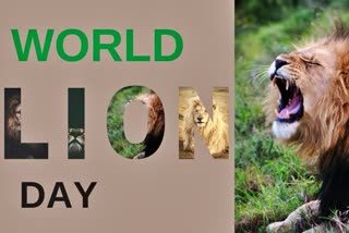 World Lion Day 2021