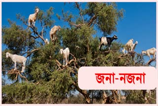 jana najana: goats climb in tree at morocco