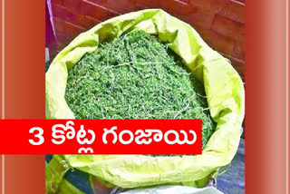 Seizure of marijuana in east godavari