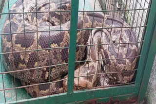 11-ft-long python swallows monkey