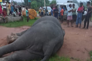 elephant dies