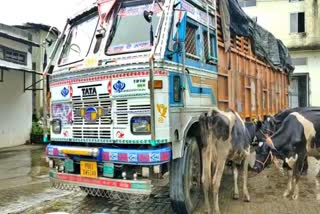 cow-seized-at-badarpur