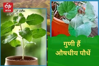 medicinal plants, Jaipur news