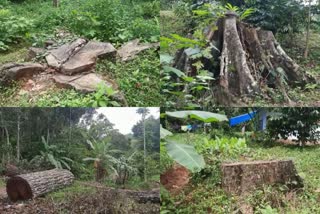 മരം മുറി വിവാദം  വൻമരങ്ങൾ കടത്തിയതായി പരാതി  മണിയാറൻകുടി  മണിയാറൻകുടിയിൽ മരം മുറി  കാട്ട് തേക്ക്  ഫോറസ്റ്റ്  ഫോറസ്റ്റ് ഉദ്യോഗസ്ഥർ  Forest  Forest Department  വനം വകുപ്പ്