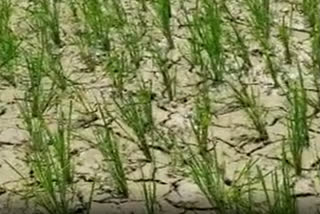 Water shortage for farming