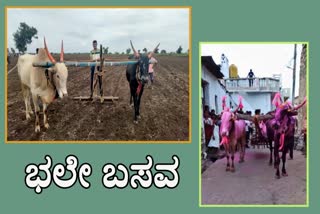 oxen Plowing 20 acres land in 10 hours