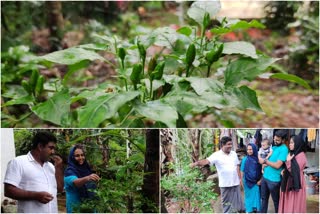 എരിവില്ലാത്ത കാന്താരി മുളക്  പള്ളിക്കര ഷംസു  കാന്താരി മുളക് വാർത്ത  കോഴിക്കോട് കാന്താരി മുളക് വാർത്ത  മുക്കം കാരശ്ശേരിയിലെ കാന്താരി മുളക്  എരിവില്ലാത്ത വ്യത്യസ്‌ത കാന്താരി മുളക്  kanthari mulak news  Tabasco pepper news kozhikode  Tabasco pepper news  green chilly pods kozhikode  green chilly pods kozhikode news  different green chilly pods kozhikode