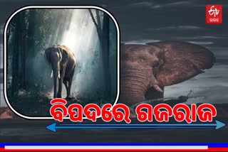World Elephant Day: ଐତିହ୍ୟ ଓ ସମ୍ଭ୍ରାନ୍ତର ପ୍ରତୀକ ହସ୍ତୀ