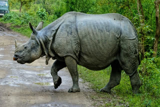 Rhino