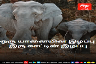 elephants play prominent role in development of forest  world elephant day  elephant day  forest development  elephants  erode news  erode latest news  ஈரோடு செய்திகள்  யானைகள் தினம்  உலக யானைகள் தினம்  காடுகளின் வளர்ச்சியில் யானைகளின் பங்கு  யானைகள்  சத்தியமங்கலம் புலிகள் காப்பகம்