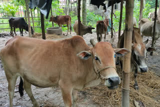 Cattle seized at Bilashipara