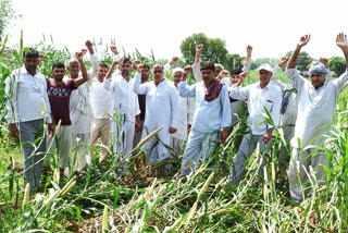 crop ruined by heavy rain and storm in charkhi dadri, farmers asked for compensation