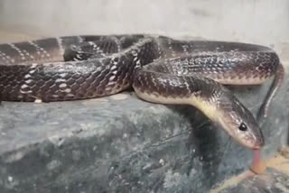 snake bite in boondi