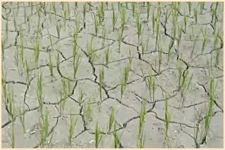 drought-situation-in-bongaigaon-farmer-appeals-for-help-to-agriculture-department