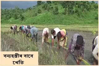 special-agriculture-begins-in-hatikhali-ranghang-village-on-world-elephant-day