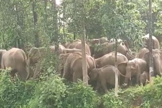 group of elephants