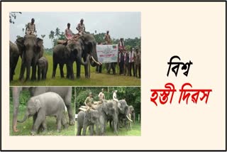 world-elephant-day-is-observed-in-orang-national-park-etv-bharat-assam