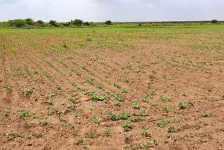 પાક નિષ્ફળ જવાની ભીતિ