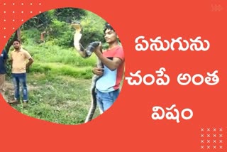 కింగ్​కోబ్రా