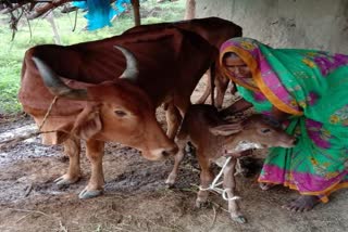 sex-sorted-technique-in-sarguja-chattisgarh-for-increase-milk-production