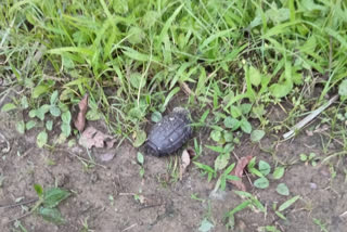 grenade blast at nagaland near charaideo