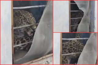 Leopard entered the room in karsog