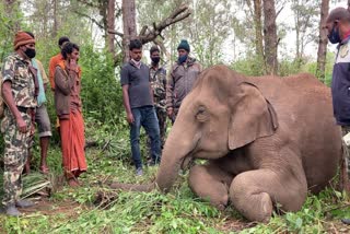 wild elephant found dead news  wild elephant found dead chinnakkanal news  idukki chinnakkanal wild elephant found dead news  chinnakkanal elephant death news  ഇടുക്കി ചിന്നക്കനാല്‍ കാട്ടാന ചെരിഞ്ഞു വാര്‍ത്ത  ചിന്നക്കനാല്‍ കാട്ടാന ചരിഞ്ഞു വാര്‍ത്ത  വൈദ്യുതി ആഘാതം കാട്ടാന ചെരിഞ്ഞു വാര്‍ത്ത  കാട്ടാന മരണം വാര്‍ത്ത  കാട്ടാന ചെരിഞ്ഞു വാര്‍ത്ത