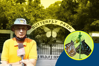 Variety Of Butterflies In Chandigarh