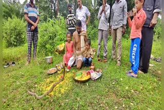 real-snake-worshiped-by-devotees-in-shirasi