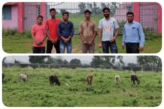 Cattle grazing grass in stadium