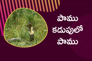 cobra swallowed rat snake tamilnadu