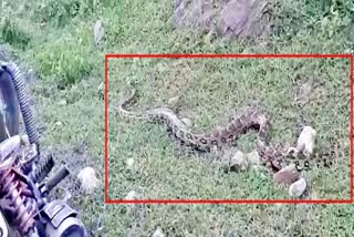 python found in udaipur  Udaipur News