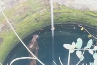 Leopard falls into well