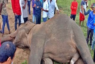 Wild elephant dead body found in Gurupura at Mysore