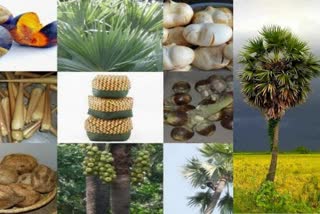 Government Focus On Palm Products, பனை மரம்