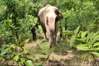 Elephant died in Korba