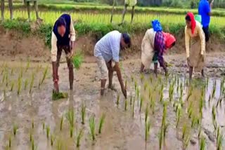 MLA MP Kumaraswamy paddy planted in Chikmagalur