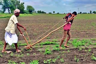 Muddebihal farmer used his son as an ox for farm work