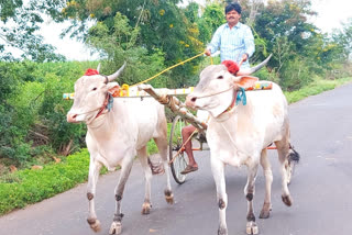 bullock cart race