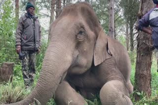 electric shock  elephants body found in idukki chinnakkanal buried  idukki chinnakkanal  elephants body  ചിന്നക്കനാല്‍  വൈദ്യുതി ആഘാതം  ആന ചെരിഞ്ഞു  കാട്ടാന