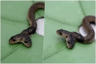 उत्तराखंड में पहली बार दिखाई दिया दो मुंहा कोबरा
