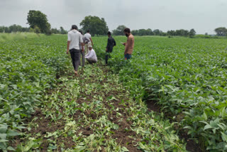 70 percent of soybean crop has been damaged