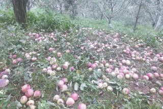 apple crop in mandi