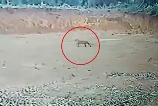 cheetah-attack-on-dog-in-mangalore