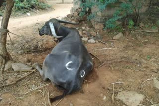 ಎಮ್ಮೆಗೆ