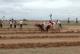 bullock cart race FIR registered on 47 people