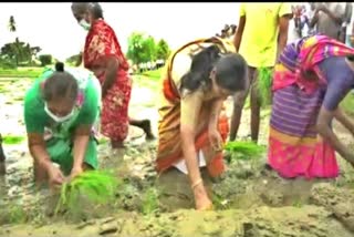 Central Minister Shobha Karandlaje paddy planted in Mandya