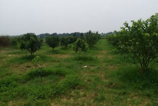 farmer set an example by cultivating apple in jamtara