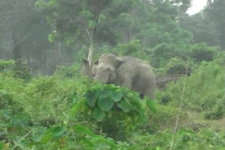 ELEPHANT TERROR AT SAMAGURI